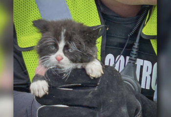 "GJFD with GJPD Animal Control work to safely rescue a kitten from a sewer grate."(Grand Junction Fire Dept.)