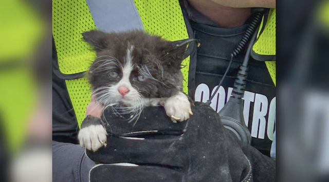 "GJFD with GJPD Animal Control work to safely rescue a kitten from a sewer grate."(Grand Junction Fire Dept.)